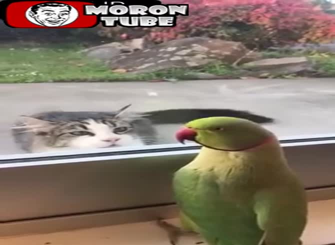 Video :Taking cover behind a window, a parrot mocks a cat